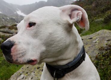 Mujer es mutilada hasta la muerte por dos perros 'Dogo' en California