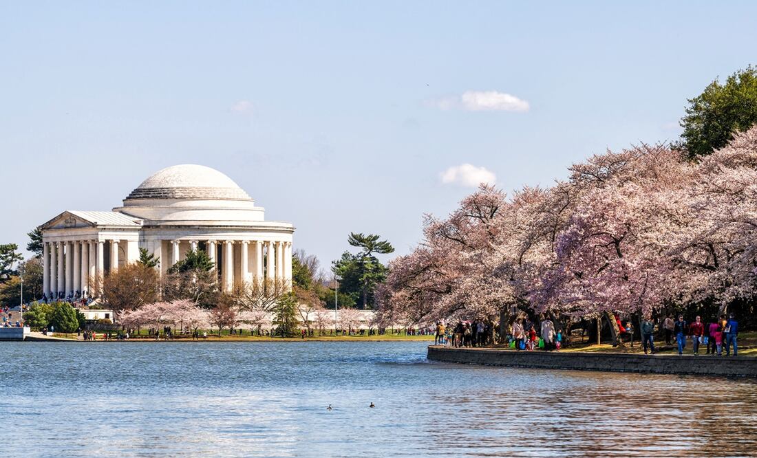 Famosos cerezos de Washington florecerán entre el 23 y el 26 de marzo. Foto:  iStock-ablokhin