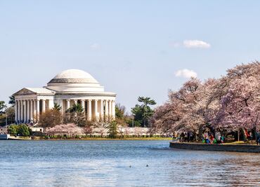 Famosos cerezos de Washington florecerán entre el 23 y el 26 de marzo