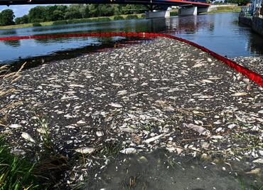 Sacan 100 toneladas de peces muertos en río entre Polonia y Alemania