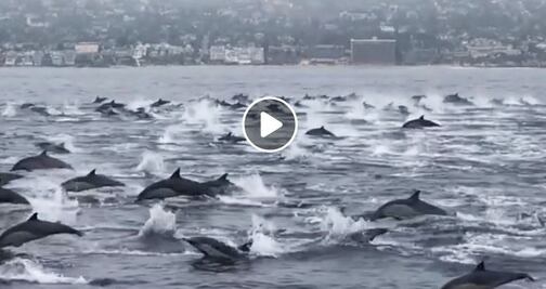 El video de un centenar de delfines que asombra en California
