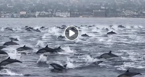 El video de un centenar de delfines que asombra en California
