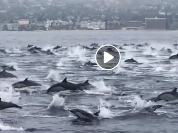 El video de un centenar de delfines que asombra en California