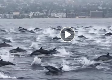 El video de un centenar de delfines que asombra en California