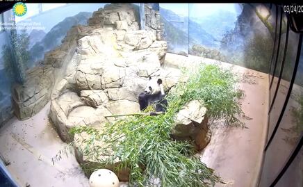 Explora zoológicos de EU con este hilo de Twitter