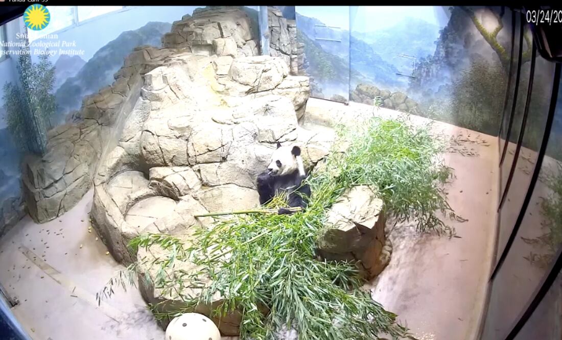 Captura/Smithsonian Zoo