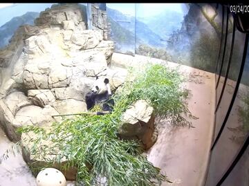 Explora zoológicos de EU con este hilo de Twitter