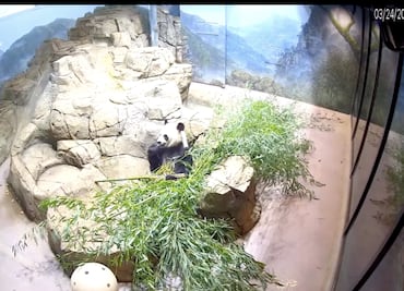 Explora zoológicos de EU con este hilo de Twitter