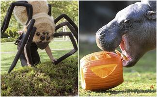 Zoológicos y jardínes botánicos en Estados Unidos se preparan para Halloween con sus mejores decoraciones