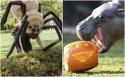 Zoológicos y jardínes botánicos en Estados Unidos se preparan para Halloween con sus mejores decoraciones