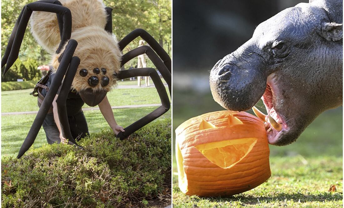Zoológicos y jardínes botánicos en Estados Unidos se preparan para Halloween con sus mejores decoraciones. Foto: AP