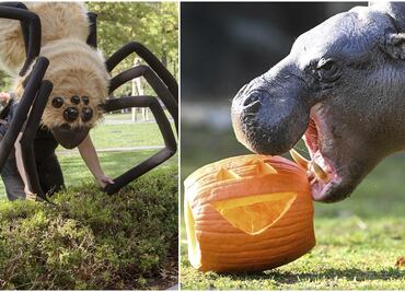 Zoológicos y jardínes botánicos en Estados Unidos se preparan para Halloween con sus mejores decoraciones