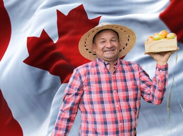 Buscan jornaleros agrícolas en Canadá y sólo piden secundaria: Aquí el salario y requisitos
