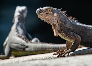 Sujeto intentó cruzar a EU con 52 reptiles ocultos en su ropa