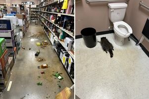 Mapache fiestero causa caos en licorería de Virginia: bebió de todo… y amaneció en el baño. VIRAL