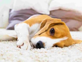¿Qué es la influenza canina y por qué está despertando alertas en Estados Unidos?