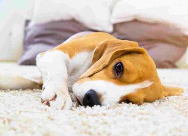 ¿Qué es la influenza canina y por qué está despertando alertas en Estados Unidos?