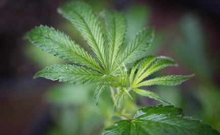 Nueva York legaliza oficialmente la marihuana para uso recreativo