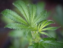 Nueva York legaliza oficialmente la marihuana para uso recreativo