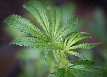 Nueva York legaliza oficialmente la marihuana para uso recreativo