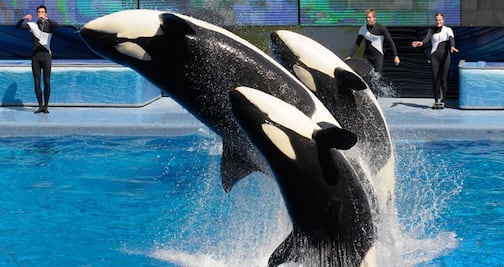 Ex entrenador de SeaWorld detalla presunto maltrato a orcas 