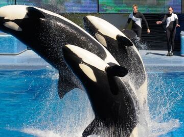 Ex entrenador de SeaWorld detalla presunto maltrato a orcas
