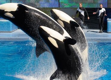 Ex entrenador de SeaWorld detalla presunto maltrato a orcas