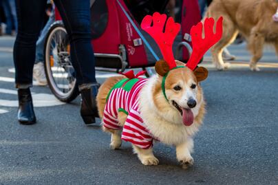 ¿Qué hacer en diciembre y Navidad en San Diego? Actividades, fechas, precios