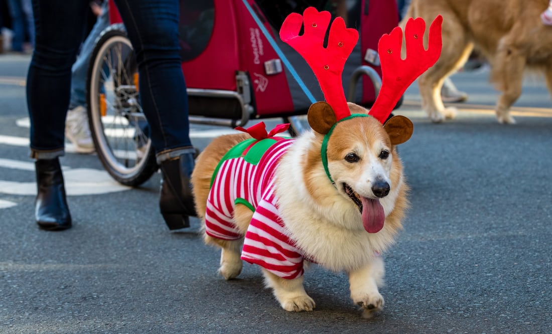 ¿Qué hacer en Navidad en San Diego? Actividades, fechas, precios. iStock/Georgejason
