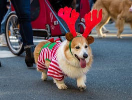 ¿Qué hacer en diciembre y Navidad en San Diego? Actividades, fechas, precios