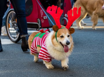 ¿Qué hacer en diciembre y Navidad en San Diego? Actividades, fechas, precios