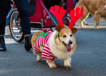 ¿Qué hacer en diciembre y Navidad en San Diego? Actividades, fechas, precios