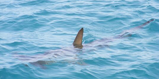 Video. Niño choca contra tiburón mientras surfea en Florida