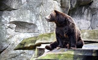 Video. Hombre encuentra a oso sentado en la parte trasera de su auto