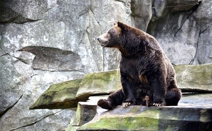 Video. Hombre encuentra a oso sentado en la parte trasera de su auto