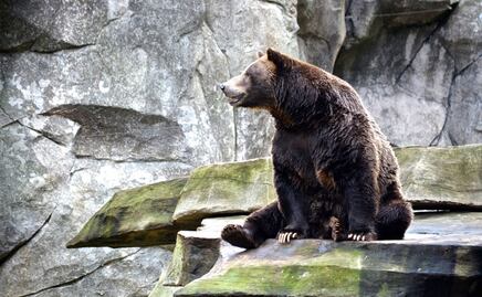 Video. Hombre encuentra a oso sentado en la parte trasera de su auto