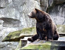 Video. Hombre encuentra a oso sentado en la parte trasera de su auto