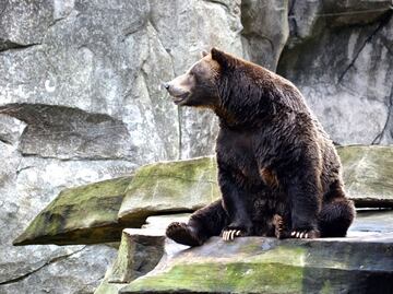 Video. Hombre encuentra a oso sentado en la parte trasera de su auto