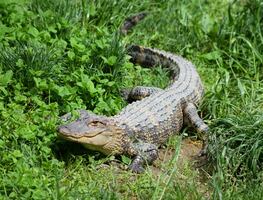 Atrapan a caimán de casi 3 metros en el patio de una vivienda de Florida