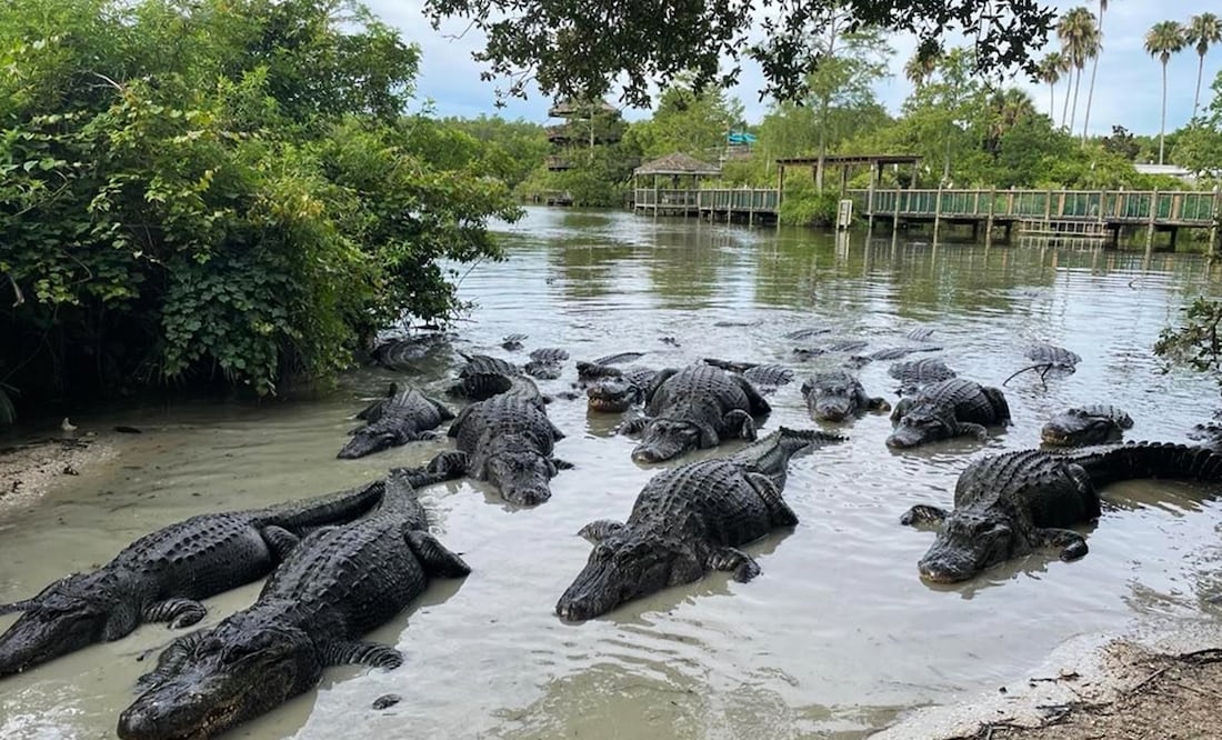 Diana Espinoza/ Vive USA