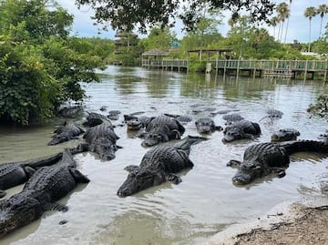 De alimentar cocodrilos a tirolesas "infinitas": la aventura en Gatorland Orlando