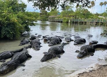 De alimentar cocodrilos a tirolesas "infinitas": la aventura en Gatorland Orlando