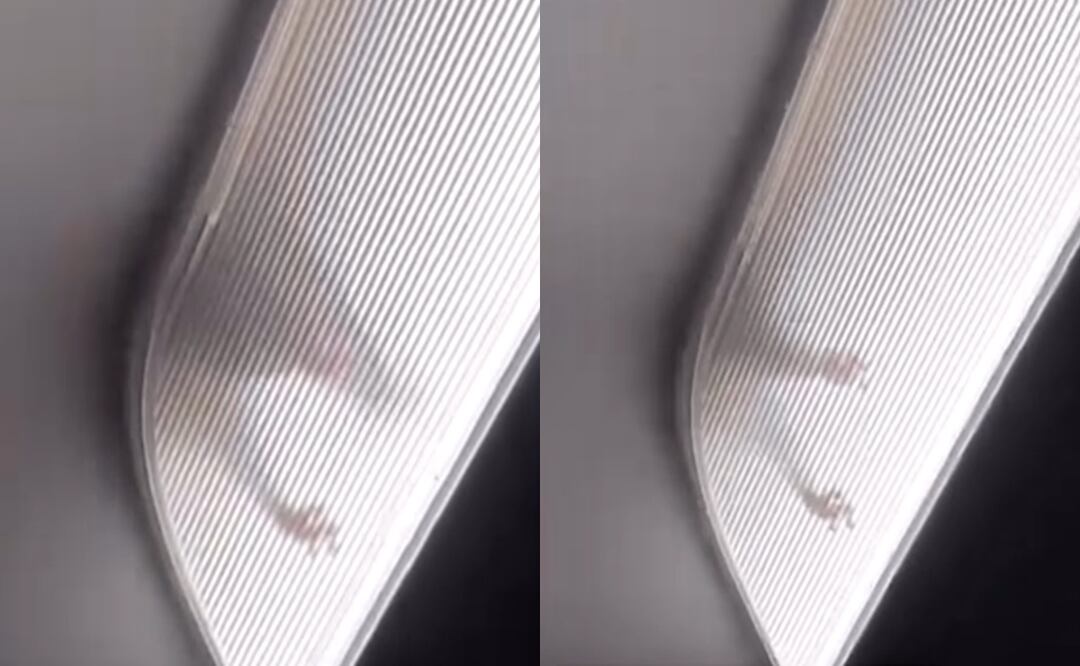 Rata causa pánico en pleno vuelo a Los Ángeles; pasajeros graban el momento. Instagram/chuck_hustle817