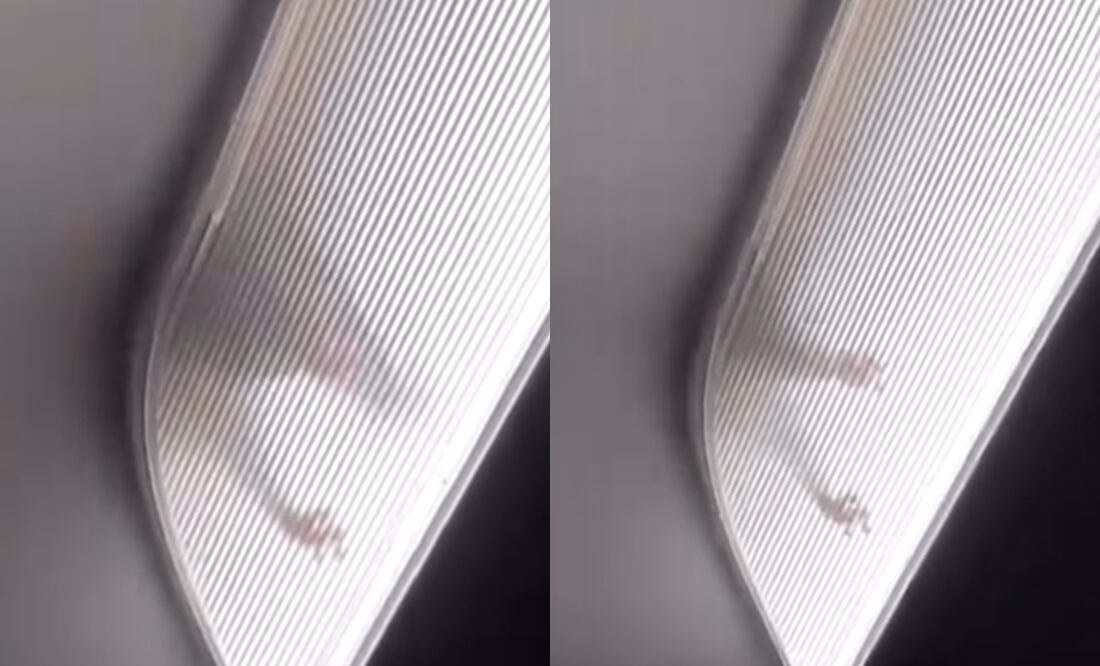 Rata causa pánico en pleno vuelo a Los Ángeles; pasajeros graban el momento. Instagram/chuck_hustle817