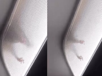 Rata causa pánico en pleno vuelo a Los Ángeles tras caminar por el techo. VIDEO