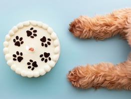 ¿Pueden los perros y los gatos comer pastel y galletas? ¿Les hace daño? Esto dicen los expertos