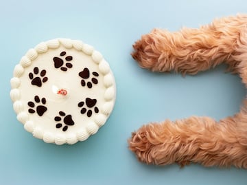 ¿Pueden los perros y los gatos comer pastel y galletas? ¿Les hace daño? Esto dicen los expertos