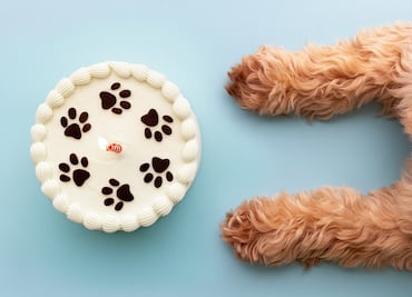 ¿Pueden los perros y los gatos comer pastel y galletas? ¿Les hace daño? Esto dicen los expertos