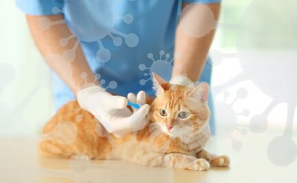 Panleucopenia felina: el virus silencioso que puede matar a tu gato en días. Vacunas y cómo prevenir la enfermedad