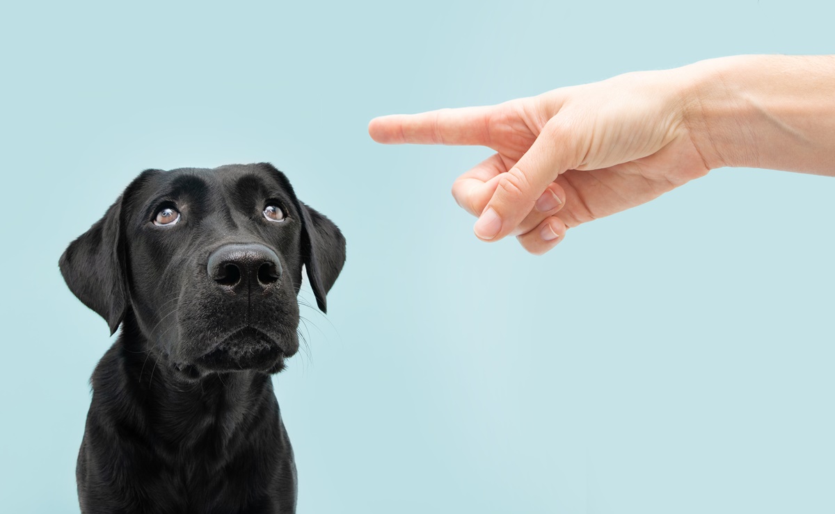 Cinco cosas que los dueños de cachorros nunca deben hacer, según expertos